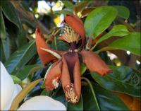 Transforming Magnolia blossom, Lewisville, Texas.