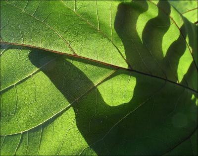 Green Thumb - photography, Sunflower leaf