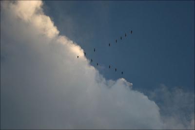 A flock of Herons flying across storm clouds at sunset May 28th in Lewisville, Texas.