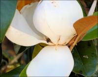 Honey bee checking out the other side of the flower. Magnolia blossom, Lewisville, Texas.