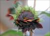 Red Sunflower bud opening