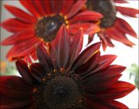 Red Sunflowers 