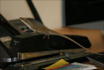 Anole sitting on the stapler on my computer desk.