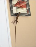 Green Anole living indoors near my computer.