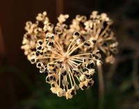 Chive Seed-heads, Photography, 11 x 14 inch quality print, 3 inch black mat and 22 x 26 inches frame.