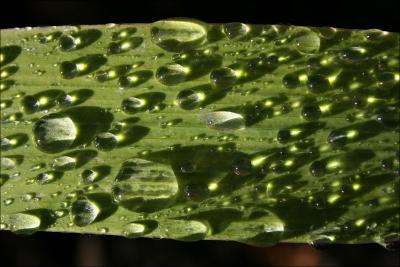 Nature's Jewels - Photography, Water droplets on Iris leaf