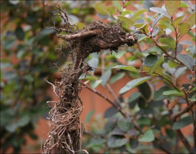 Giraffe - Thyme roots