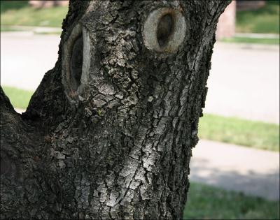 Happy Face - Pecan tree, Lewisville, TX -photography
