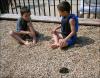 The Art of Caring - the two boys who saved a rat from drowning in our neighborhood pool.