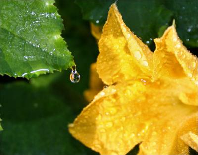 Pumpkin leaves and blossom