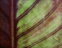 Canna Lily leaf design
