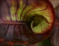 Canna Lily leaf swirl