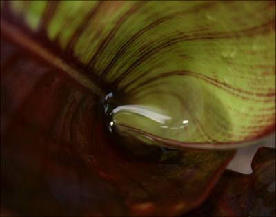 Canna Lily leaf swirl