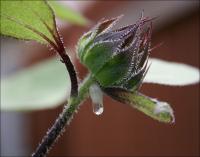 Red Sunflower secondary bud