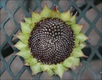 Mandala - Red Sunflower seed-head