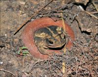 Toad in the hole of a doughnut-shaped clay container.