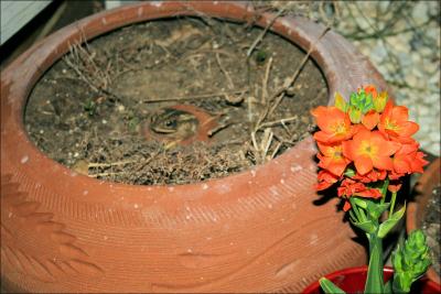 Toad-in-a-hole and flowering Sun Star.