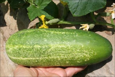 A cucmber that grew from 1/2 long to 8 inches X 3 inches wide in two weeks.