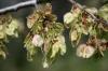 American Elm Seeds/Keys, early Spring, Coppell, Texas