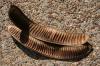 14 inch long Flamboyant Tree seed pods from Chapala, Mexico