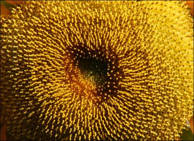 Heart shape in the center of a Sunflower, newest photo of the series.