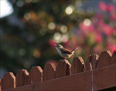 Carolina Wren singing about his or her new territory