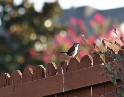 Carolina Wren, or possibly a Rock Wren