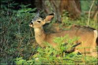 White-tailed Deer, Sequoia National Forest, Eastern CA 