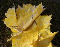 Large Leaf Maple - top detail, first color base coat - total size 36 x 12 x 3 inches, muslin sculpted leaves, work in progress