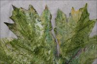 Encaustics test on muslin leaf shape painted with glue for stiffness, oil pastels