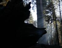 Mariposa Grove, Sequoia National Forest, central California..forest fire still smouldering in October 2008