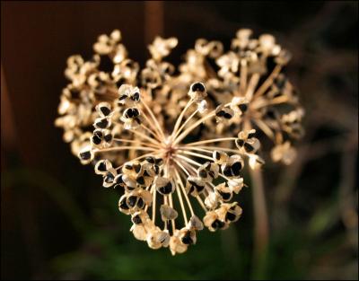 Garlic Chive seeds, heart-shaped growth