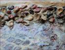 Detail of 250 million year old fossils and representation of fossilized tree bark on the back of the chair