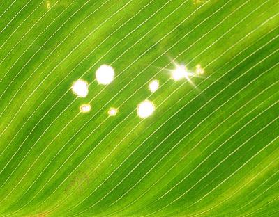 Caterpillar munchings, Canna Lily leaf