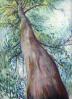 Eucalyptus Tree, St. Mary's Falls, Queensland, Australia, 11 x 14 inches Oil Pastels on paper