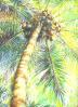 Coconut Palm, Costa Rica, 11 x 14 inches Oil Pastels on paper