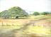 Mattipaul Trees: Ailanthus triphysa, Costa Rican Grasslands, 11 x 14 inches Oil Pastels on paper