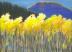 Gold In The Mountains 02, Kananaskas Valley, Alberta, Canada, 11 x 14 inches Oil Pastels on paper