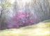Redbuds, Spring morning, Coppell, TX USA, 11 x 14 inches Dry Pastels on paper
