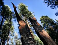 Burnt Redwoods, Sequoia National Forest, California