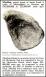 Myalina extinct genus of shells: Encyclopedia Brittanica