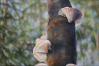 Polypore Fungi, molded, carved 3D details