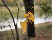 Spinning Leaf on a spider web, Coppell, Texas