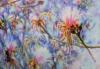 Flowering Shavingbrush Tree, detail 