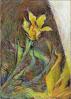 End of Tulip Season, Ontario, Canada, 11 x 14 inches Oil Pastels on paper