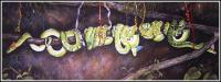 Boas Birthday - ribbons, contruction paper hats taped on Emerald Tree Boas, 24 x 57 x 3 inches acrylics on canvas