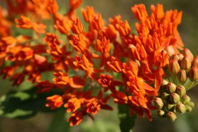 Orange Milkweed, Kentucky, USA