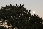 Grackles, October full moon, Main Street, Lewisville, Texas