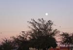 Grackles, WalMart parking lot, Main Street, Lewisville, Texas