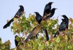Grackles, Rockbrook Drive, one female and seven males, Lewisville, Texas